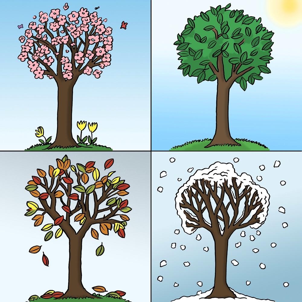 baum in vier Jahreszeiten