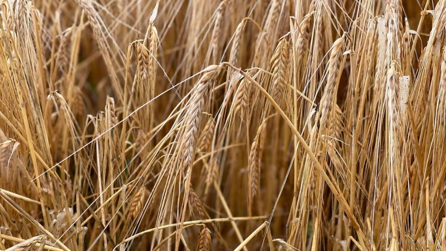 Gerstenhalme auf dem Feld