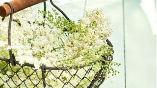 Holunderblüten in einem Metallkörbchen