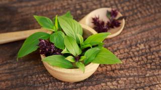 Ein Thaibasilikumpflänzchen in einer kleinen Holzschale, daneben ein Holzlöffel.