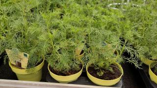 Mehrere Töpfe mit Colakraut-Pflanzen stehen nebeneinander.