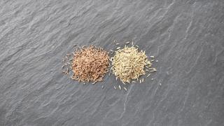 Ein Häufchen Kümmelsamen und ein Häufchen Kreuzkümmelsamen nebeneinader auf einer schwarzen Arbeitsplatte